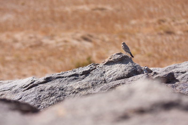 Brown Flycatcher